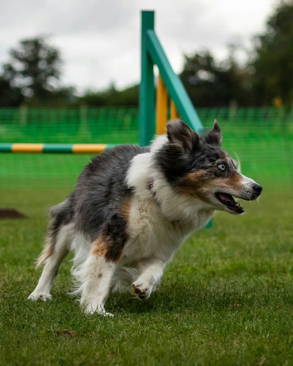 Cane che corre in un campo di agility